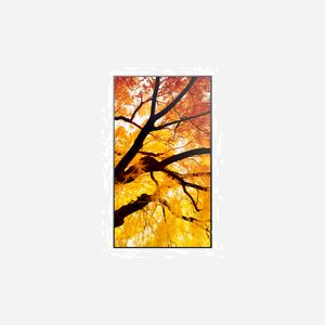 Sharp MultiSync M432 - Écran Signalisation Numérique 42.5" LCD 4K Ultra HD (3840x2160) 550 cd/m² IPS, HDMI/DisplayPort, LAN, USB-C, Noir - Miniature 3