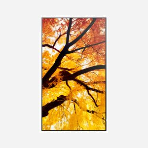 Sharp MultiSync M552 - Écran LCD 55" 4K Ultra HD Tactile, Rétroéclairage LED Direct, IPS, 550 cd/m², 3840x2160, HDMI, DisplayPort, USB, Noir - Miniature 3