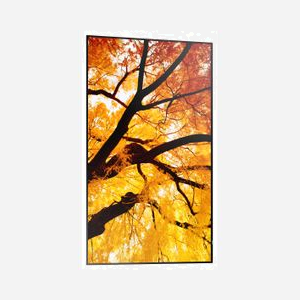 Sharp MultiSync M552 - Écran LCD 55" 4K Ultra HD Tactile, Rétroéclairage LED Direct, IPS, 550 cd/m², 3840x2160, HDMI, DisplayPort, USB, Noir - Miniature 4